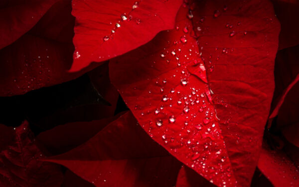 Wallpaper Leaves, Red, Poinsettia