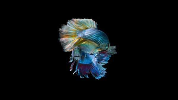 Wallpaper Underwater, Fish