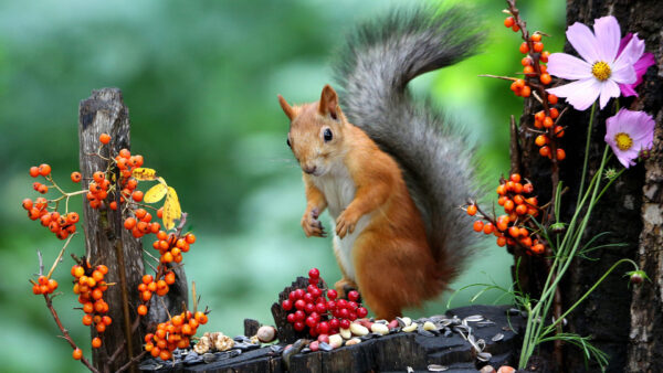 Wallpaper Green, Nuts, Eating, Background, Brown, Animals, Desktop, Trunk, Squirrel, Standing, Tree, Cute