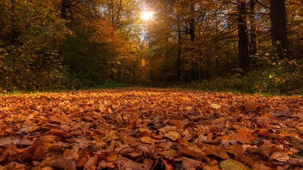 Wallpaper Trees, Covered, Leaves, And, Forest, Autumn, Sunbeam, Nature, Dry, Through, Path