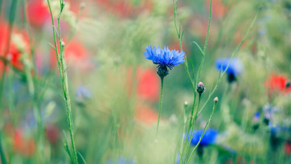 Wallpaper Cornflower, Flowers, Desktop, Earth