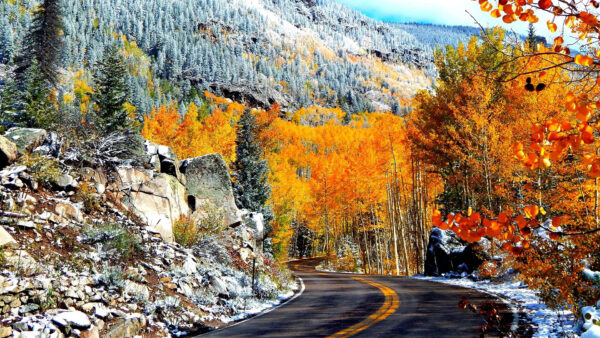Wallpaper Covered, And, Road, Trees, Autumn, Between, Nature, Stone, Colorful, White, Desktop
