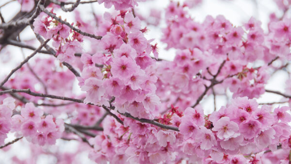 Wallpaper Spring, Flowers, Desktop, During, Branch, Mobile, Blossom, Sakura