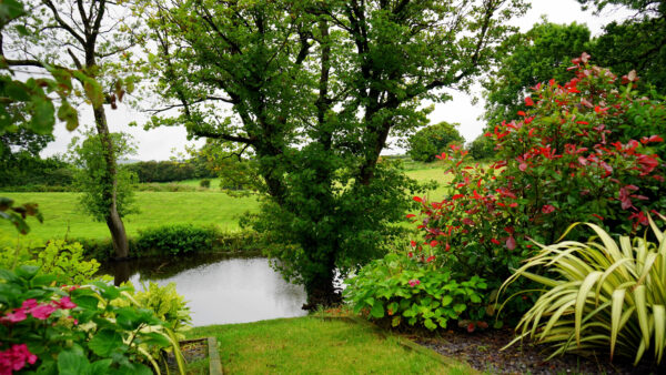 Wallpaper Trees, Garden, Green, Nature, Mobile, Surrounded, Lake, And, Grasses, Desktop