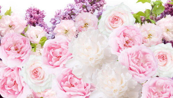 Wallpaper Flowers, Rose, And, Desktop, White, Pink, Bouquet, Mobile, Peonies