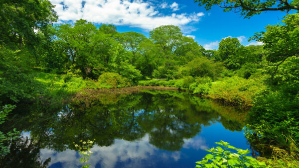 Wallpaper Boston, Desktop, Greenery, Park, And, Clouds, Reflection, Sky, Trees, Massachusetts, Pond, Blue, Nature, With