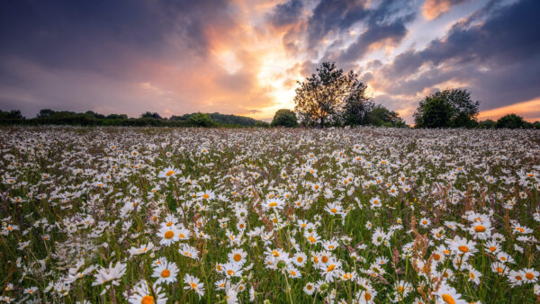 Wallpaper Desktop, Flowers, Field, Chamomile, White, Earth, Flower, Summer