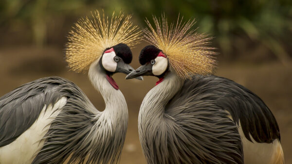 Wallpaper Blur, Ash, Background, Birds, Black, Crane