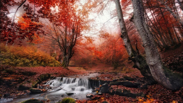 Wallpaper Mist, Fall, Forest, Nature, Stream, Desktop