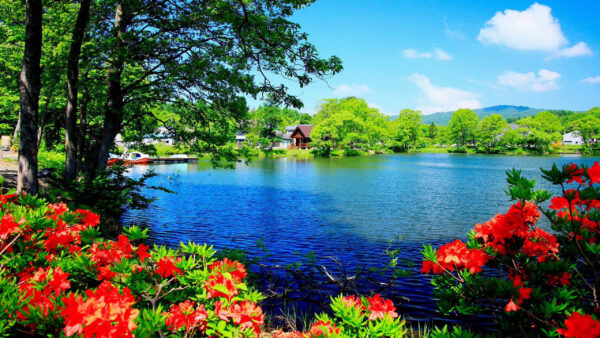 Wallpaper Trees, Nature, Flowers, Lake, Surrounded, And, Beautiful, House, Plants