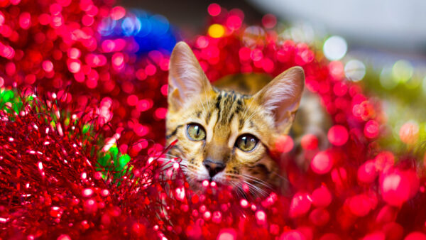 Wallpaper Desktop, Cat, Mobile, Colorful, Middle, Decoration, Items, The