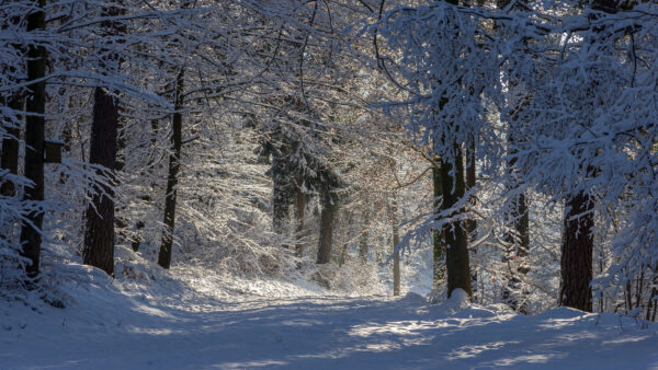 Wallpaper Frost, Trunk, Mobile, Path, Desktop, Winter, Snow, Covered, Between