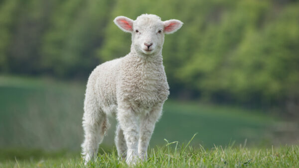 Wallpaper Forest, Standing, Blur, Grass, Green, Background, White, Sheep