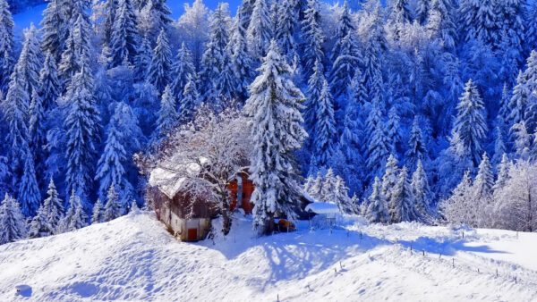 Wallpaper Desktop, Winter, Pine, House, Snow, Daytime, Surrounded, During, Trees, Covered