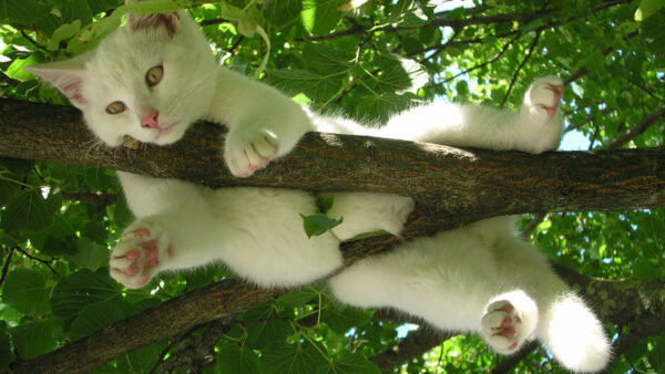 Wallpaper Cat, Nose, Tree, Pink, Lying, White, With, Branch, Desktop
