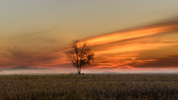 Wallpaper Desktop, Nature, Fog, Sunset, Tree, Field