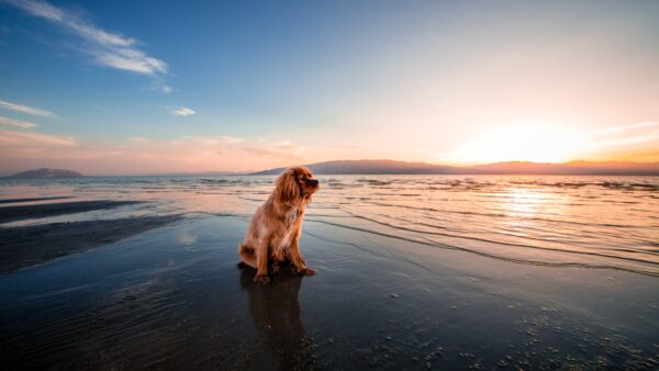 Wallpaper Ocean, Waves, With, Dog, Sunrays, Sitting, Brown, Desktop