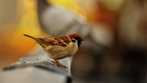 Wallpaper Background, Bird, Wood, White, Blur, Desktop, Birds, Standing, Brown, Black