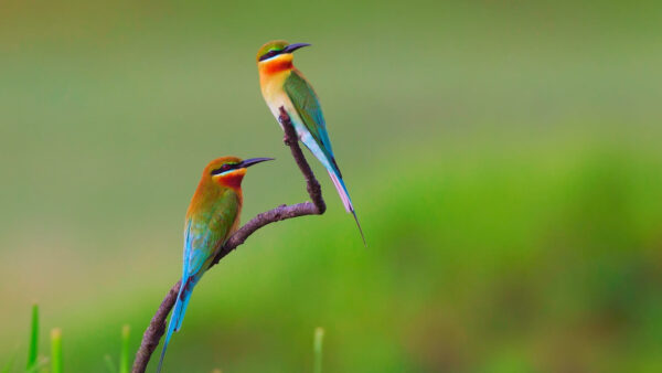 Wallpaper Are, Colorful, Background, Plant, Birds, Branch, Standing, Green, Two