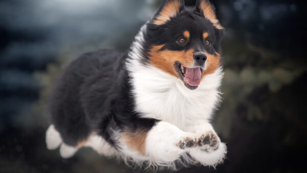 Wallpaper Blur, Shetland, Sheepdog, Desktop, High, Puppy, Dog, Jumping, Background
