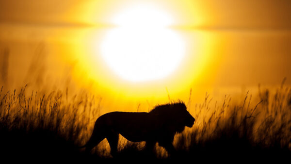 Wallpaper With, Silhouette, Background, Sunset, Lion, Desktop