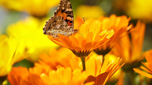 Wallpaper Butterfly, Designed, Brown, Flower, Black, Yellow, Flowers, Blur, Background