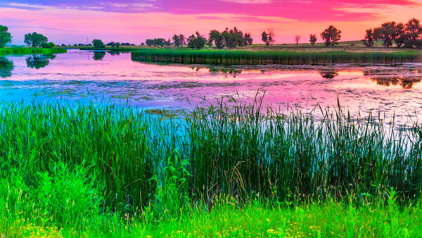 Wallpaper Light, Grass, Purple, Clouds, Lake, Background, Trees, Leaves, Flowers, Green, Nature, Between, Plants, Yellow, Sky, Pink