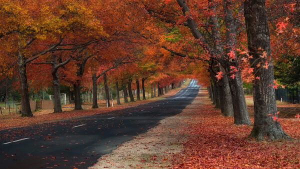 Wallpaper Autumn, Red, Road, Nature, Trees, Leafed, Between, Green