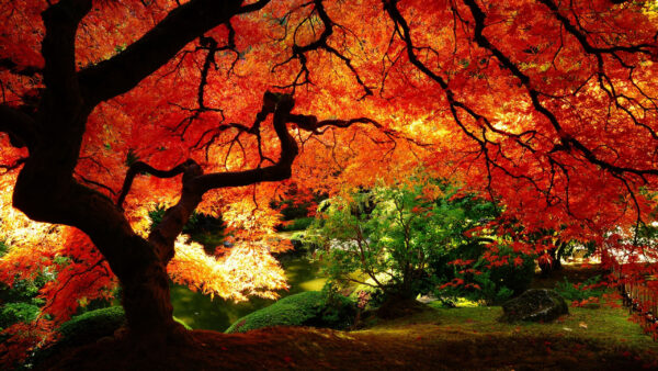 Wallpaper With, Park, Tree, Leaves, Orange, Nature, Desktop