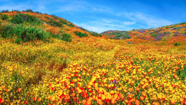 Wallpaper Spring, Colorful, Yellow, Desktop, Nature, Red, Flowers, Field