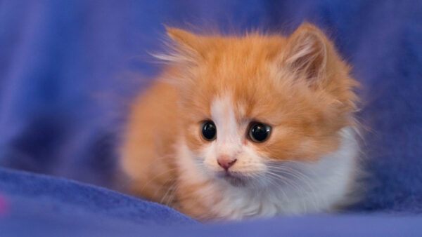 Wallpaper Cat, Orange, Purple, White, Soft, Tabby, Kitten, Cloth