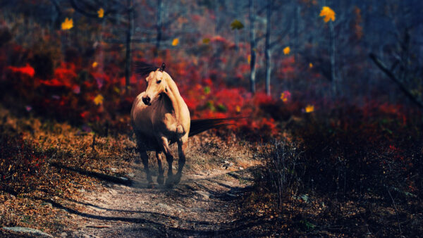 Wallpaper With, Desktop, Horse, Trees, Shallow, Pathway, Background