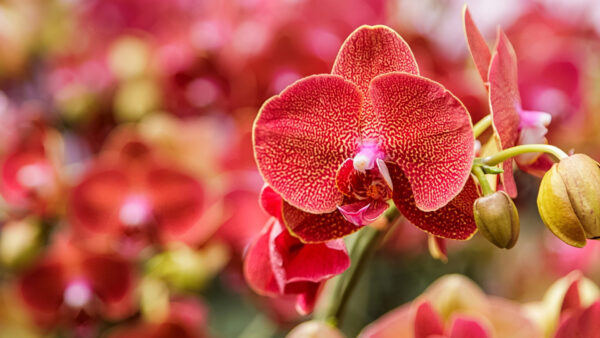 Wallpaper Red, Orchid, Flowers