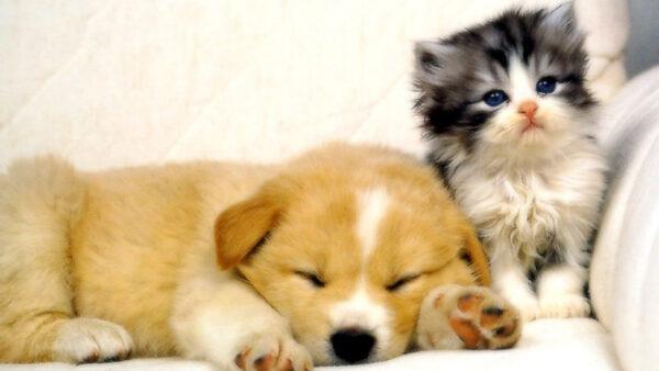 Wallpaper Background, Dogs, Black, And, Eyes, Cat, Kitten, Dog, Desktop, White, Brown, Puppy, Blue, Cats