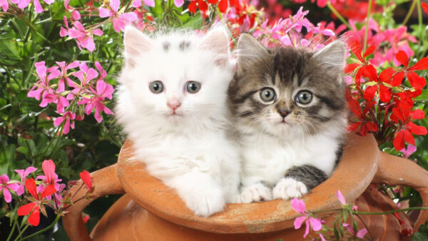 Wallpaper Standing, Desktop, Sand, Kittens, Cat, Pot, Cute, White, Inside, Are, Black