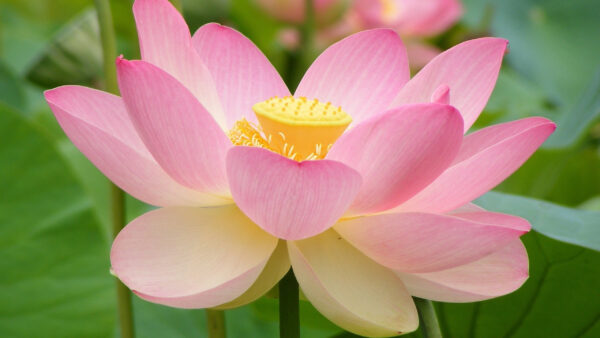 Wallpaper With, Flowers, Green, Lotus, Pink, Spring, Leaves