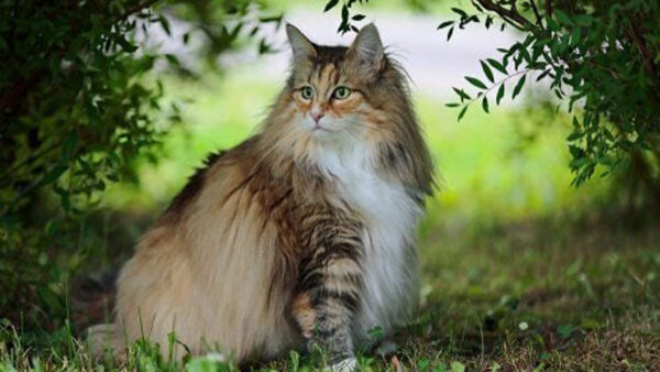 Wallpaper Eyes, Yellow, Light, Blur, Sitting, Background, Grass, Brown, White, Black, Cat, Green