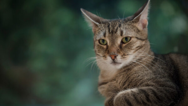 Wallpaper And, With, Eyes, Black, Cat, Animals, Desktop, Green