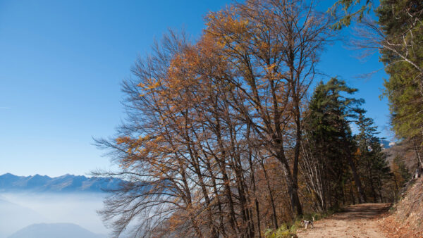 Wallpaper During, Trees, Nature, Mountain, With, Blue, Fog, And, Pathway, Fall, Desktop, Sky, Background