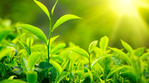 Wallpaper Sunrays, View, Green, Closeup, Background, Plants, Nature, Leaves, Field