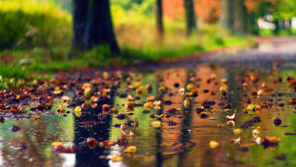 Wallpaper Rain, Rainfall, Colorful, Background, Leaves, Blur, Bokeh, Water