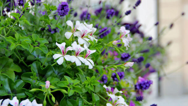 Wallpaper Purple, Green, View, Flowers, Blur, Closesup, Leaves, White, Background, Buds