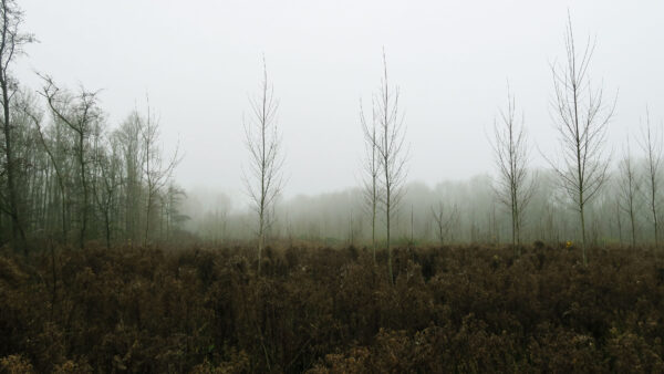 Wallpaper Fog, With, Background, Bushes, Mobile, Nature, Desktop, Trees, Green, Forest