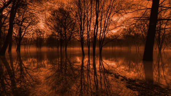 Wallpaper Desktop, Trees, Reflection, Nature, Lake, Forest