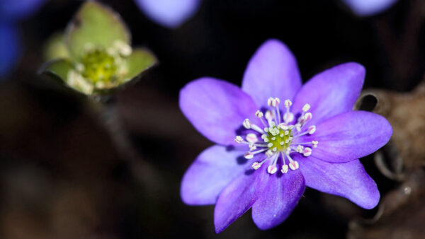 Wallpaper Purple, Petals, Leaves, Plants, Flowers