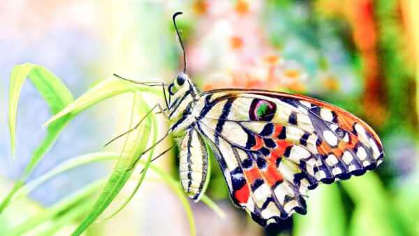 Wallpaper Butterfly, Black, Dots, Colorful, Lines, Light, Grass, Yellow, Background, Green