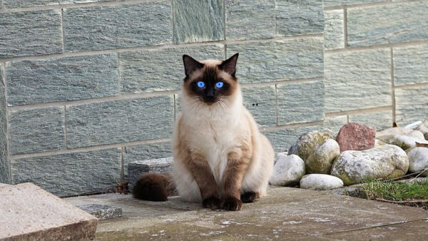 Wallpaper Blue, Eyes, WALL, Cat, Background, Siamese, Fur, Sitting