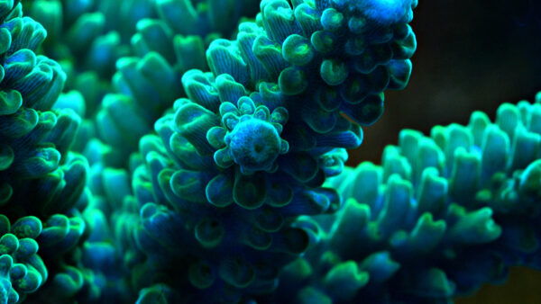 Wallpaper Underwater, Anemone, Sea, Blue