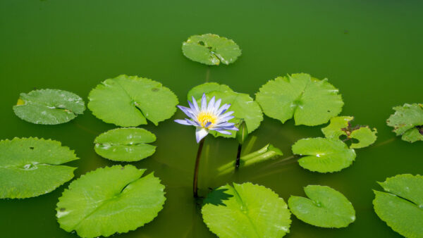 Wallpaper Flowers, Lily, Light, Lotus, Desktop, Mobile, Flower, Green, Buds, Purple, Water, Leaves