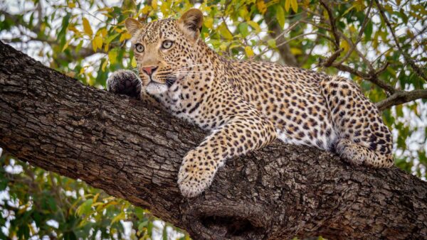 Wallpaper Lying, With, Leaves, Leopard, Stare, Green, Background, Branch, Look, Tree, Down